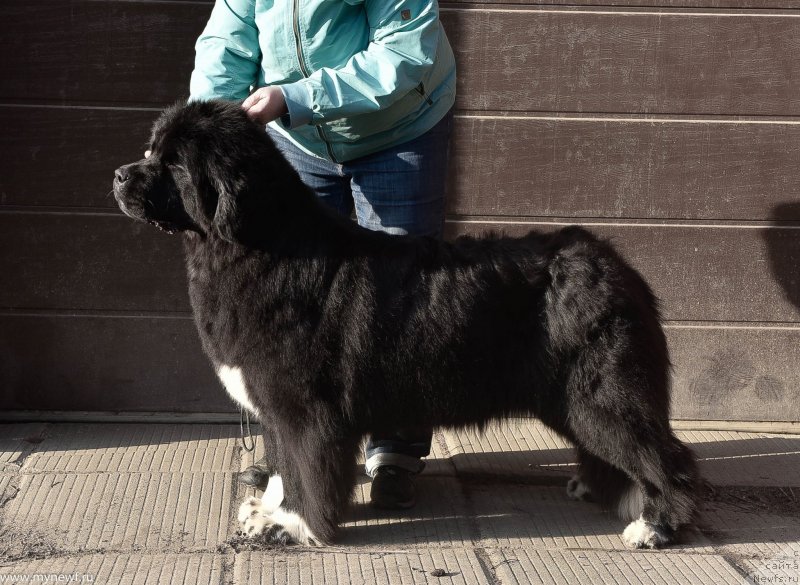 Фото: ньюфаундленд Sent Djons Issidora Dunkan (Сент Джонс Иссидора Дункан)