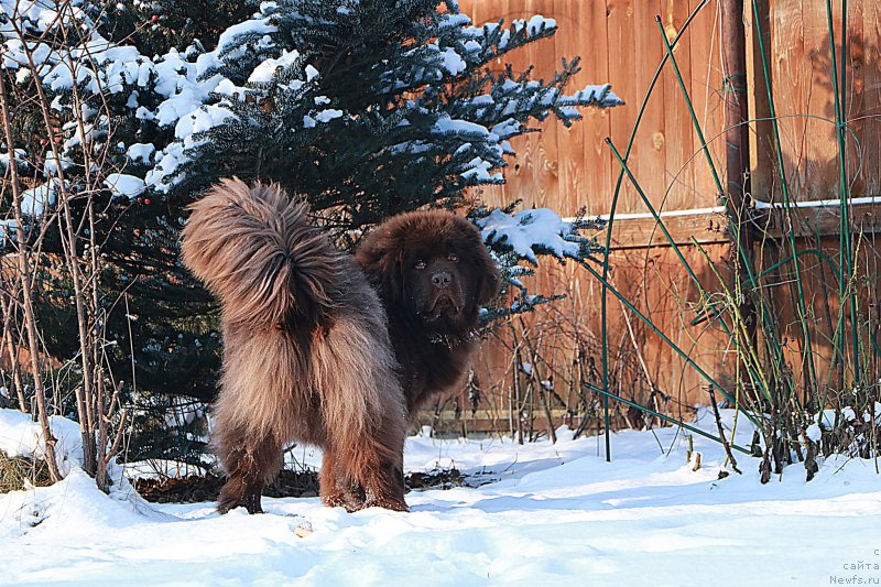 Фото: ньюфаундленд Darkflight Kavikolli for Dom Prozorovskikh (Даркфлайт Кавикьолли фо Дом Прозоровских)