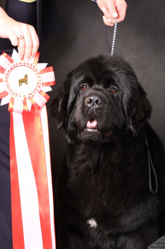 Фото: ньюфаундленд Aquatoriya Kelvin Prima dlya Doma Prozorovskikh (Акватория Келвин Прима для Дома Прозоровских)