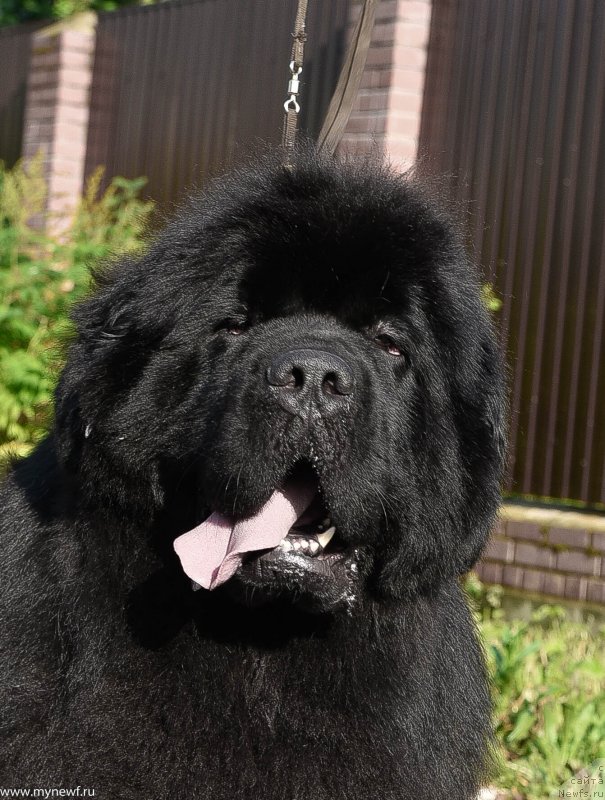 Фото: ньюфаундленд Sent Djons Everybody Danse (Сент Джонс Эври Боди Дансе)