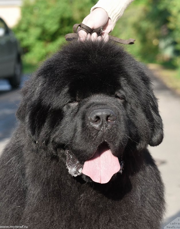 Фото: ньюфаундленд Sent Djons Everybody Danse (Сент Джонс Эври Боди Дансе)