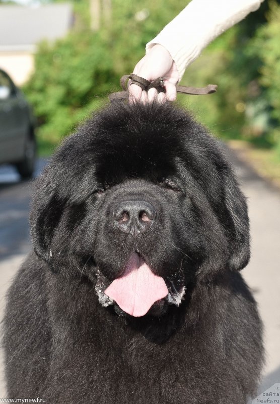 Фото: ньюфаундленд Sent Djons Everybody Danse (Сент Джонс Эври Боди Дансе)