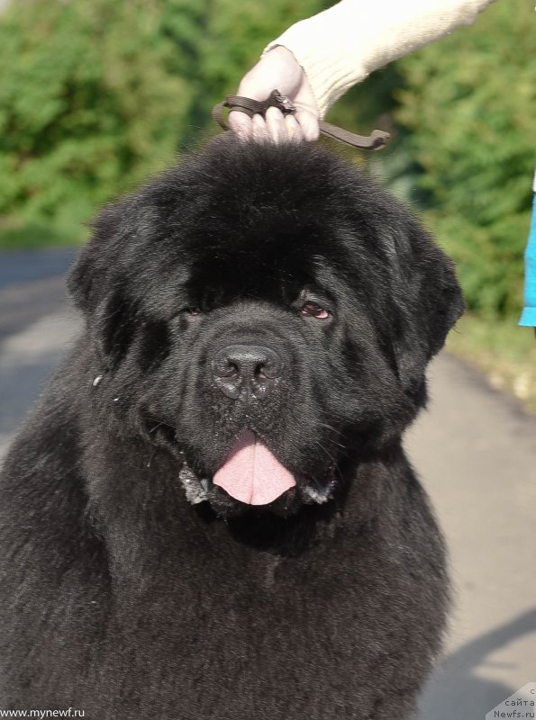 Фото: ньюфаундленд Sent Djons Everybody Danse (Сент Джонс Эври Боди Дансе)