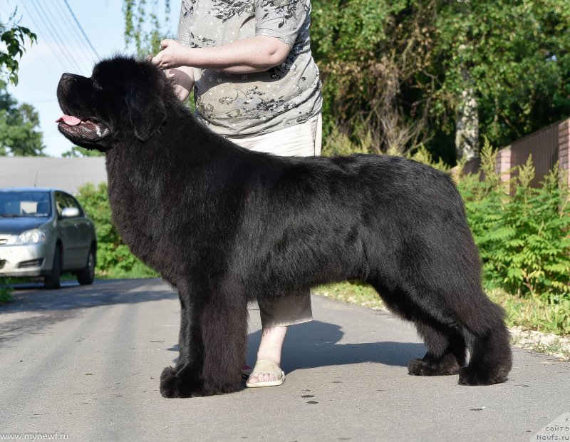 Фото: ньюфаундленд Sent Djons Everybody Danse (Сент Джонс Эври Боди Дансе)