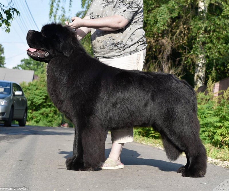 Фото: ньюфаундленд Sent Djons Everybody Danse (Сент Джонс Эври Боди Дансе)