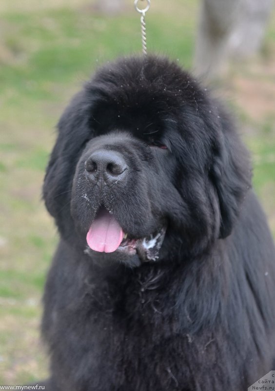 Фото: ньюфаундленд Sent Djons Everybody Danse (Сент Джонс Эври Боди Дансе)