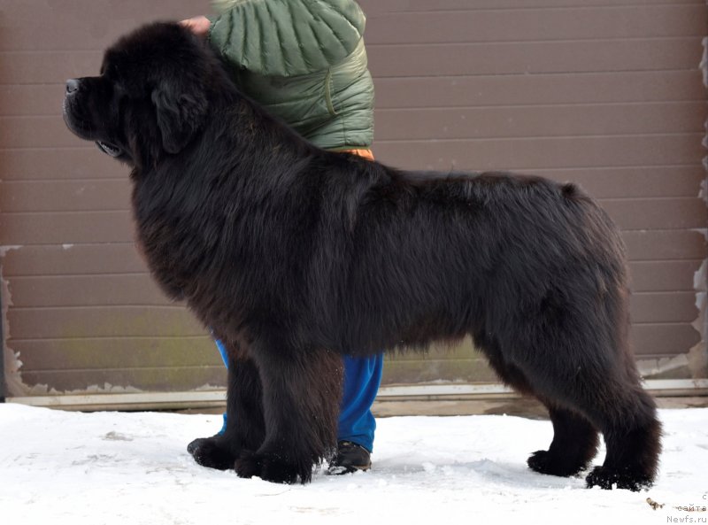 Фото: ньюфаундленд Sent Djons Everybody Danse (Сент Джонс Эври Боди Дансе)
