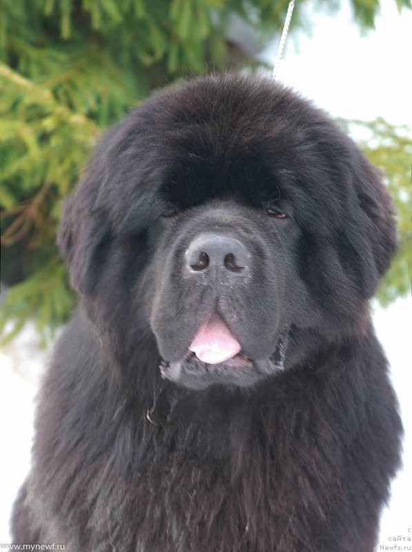 Фото: ньюфаундленд Sent Djons Everybody Danse (Сент Джонс Эври Боди Дансе)