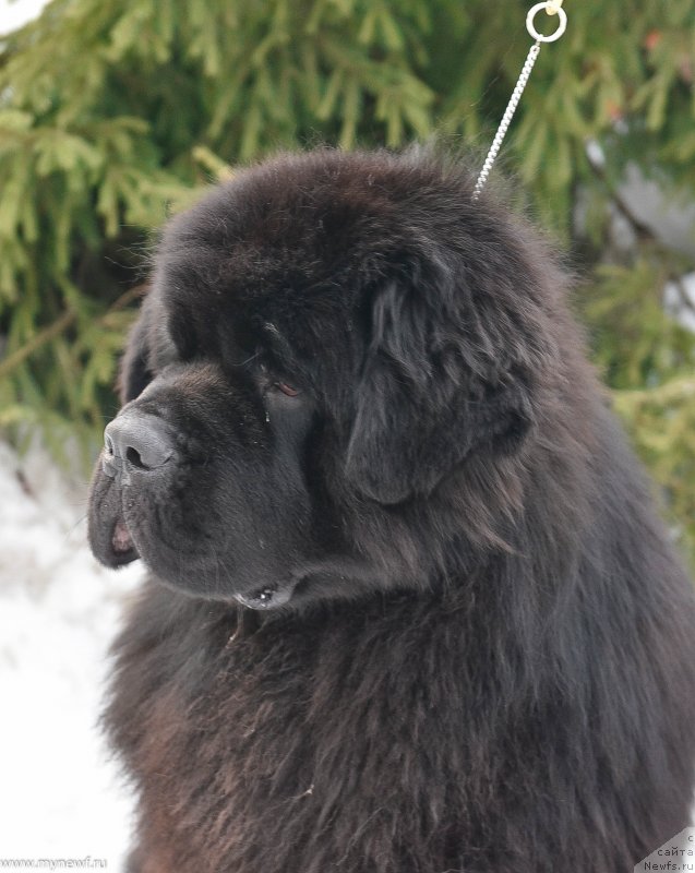 Фото: ньюфаундленд Sent Djons Everybody Danse (Сент Джонс Эври Боди Дансе)