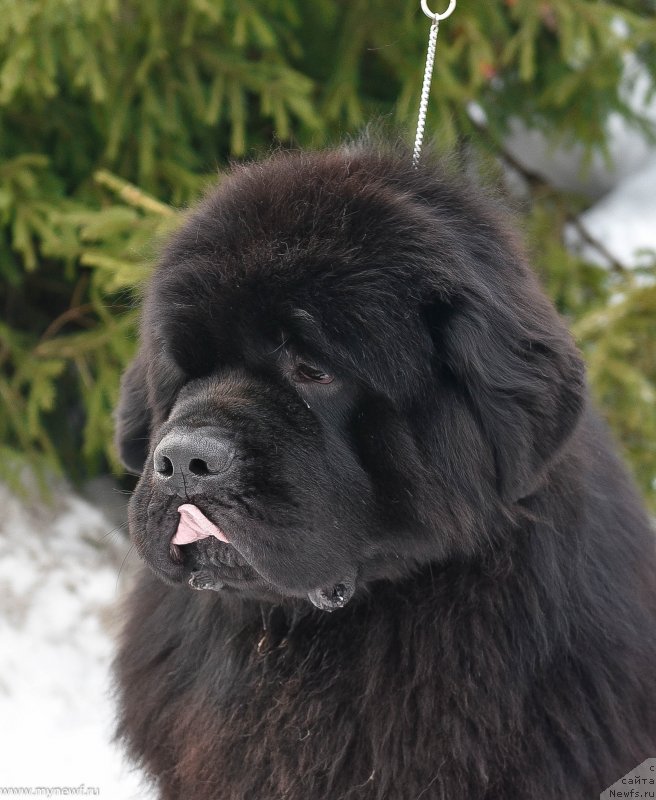 Фото: ньюфаундленд Sent Djons Everybody Danse (Сент Джонс Эври Боди Дансе)
