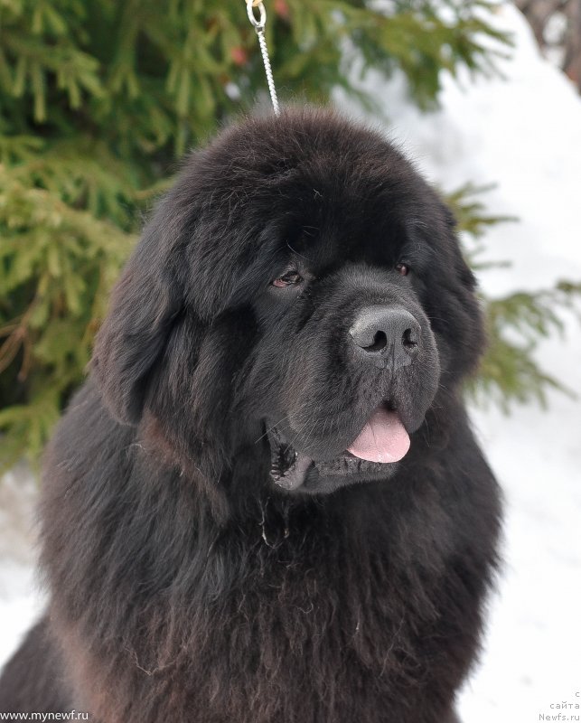 Фото: ньюфаундленд Sent Djons Everybody Danse (Сент Джонс Эври Боди Дансе)