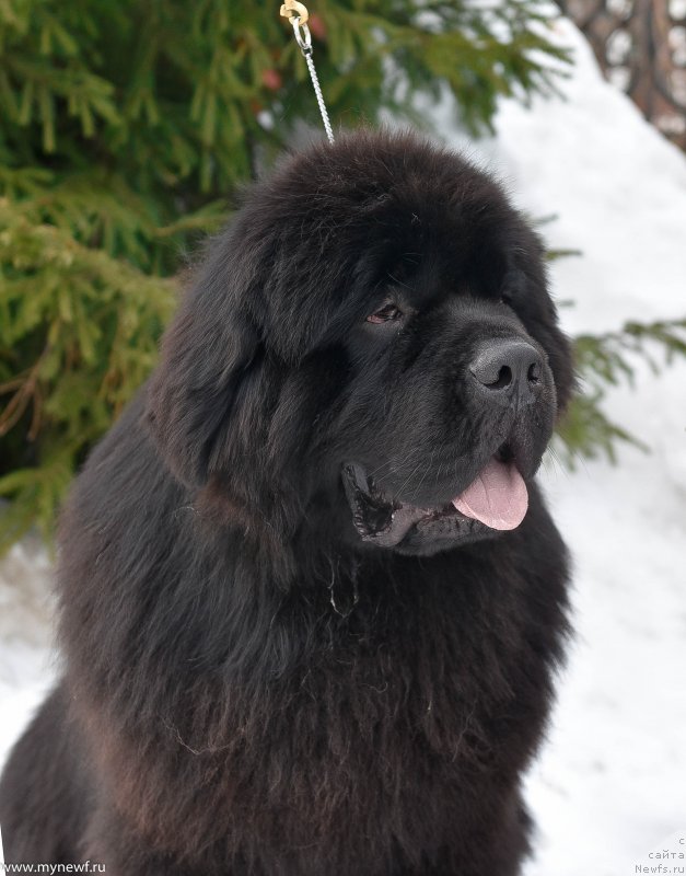 Фото: ньюфаундленд Sent Djons Everybody Danse (Сент Джонс Эври Боди Дансе)