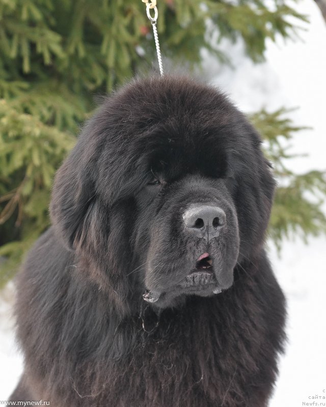 Фото: ньюфаундленд Sent Djons Everybody Danse (Сент Джонс Эври Боди Дансе)