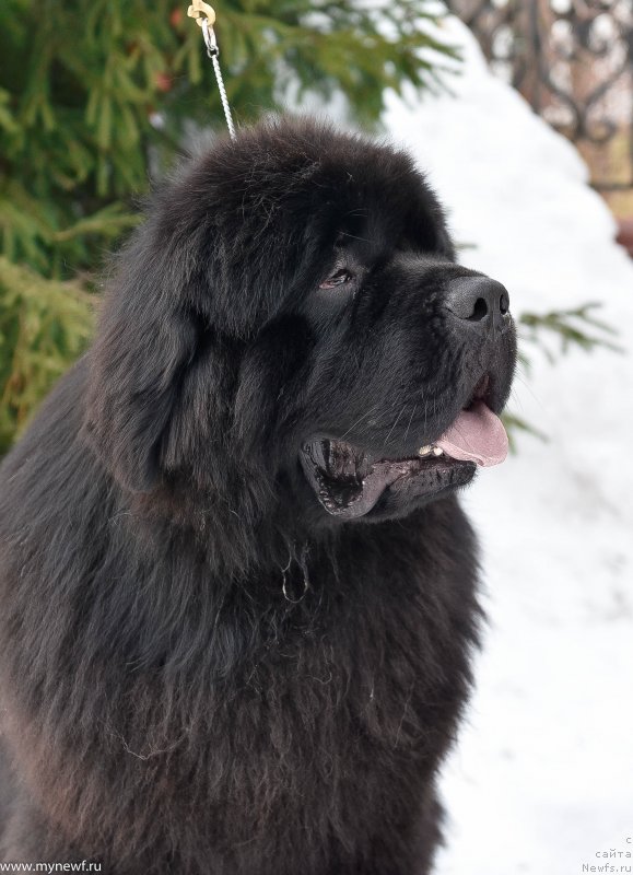 Фото: ньюфаундленд Sent Djons Everybody Danse (Сент Джонс Эври Боди Дансе)