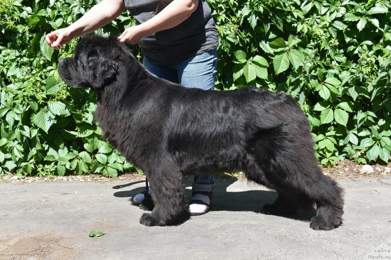 Фото: ньюфаундленд Sent Djons Ray of Hope (Сент Джонс Рей оф Хоуп)