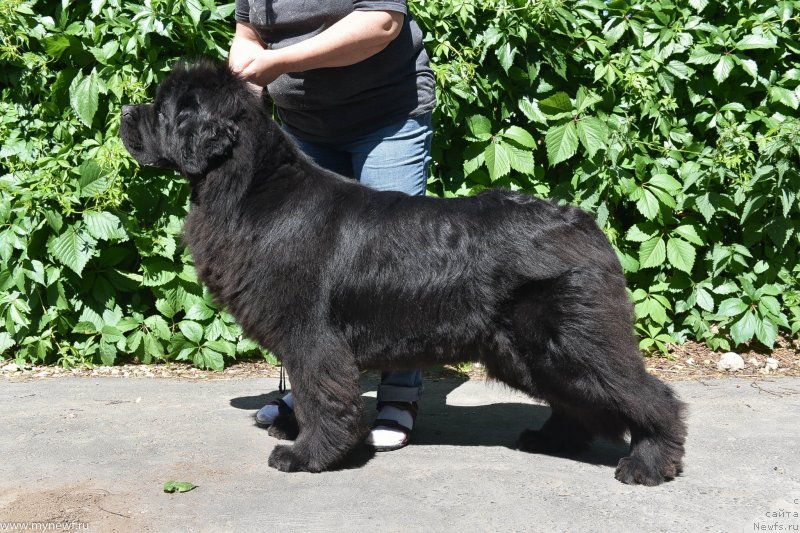 Фото: ньюфаундленд Sent Djons Ray of Hope (Сент Джонс Рей оф Хоуп)