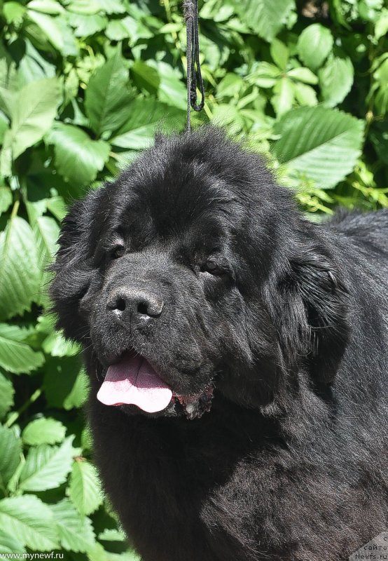 Фото: ньюфаундленд Sent Djons Ray of Hope (Сент Джонс Рей оф Хоуп)