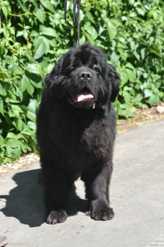 Фото: ньюфаундленд Sent Djons Ray of Hope (Сент Джонс Рей оф Хоуп)