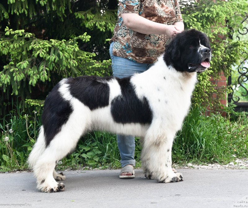 Фото: ньюфаундленд Sent Djons Zhour de Fete (Сент Джонс Жур Де Фит)