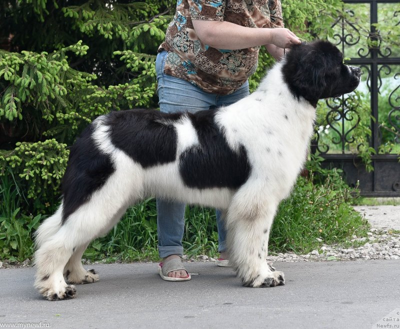 Фото: ньюфаундленд Sent Djons Zhour de Fete (Сент Джонс Жур Де Фит)