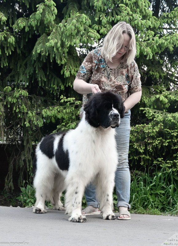 Фото: ньюфаундленд Sent Djons Zhour de Fete (Сент Джонс Жур Де Фит)