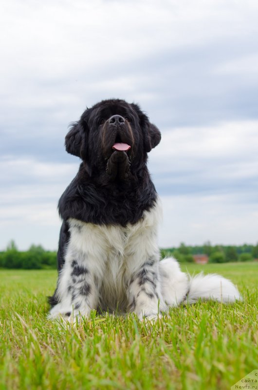 Фото: ньюфаундленд Angels Keeper Nibelung (Энджелс Кипер Нибелунг)