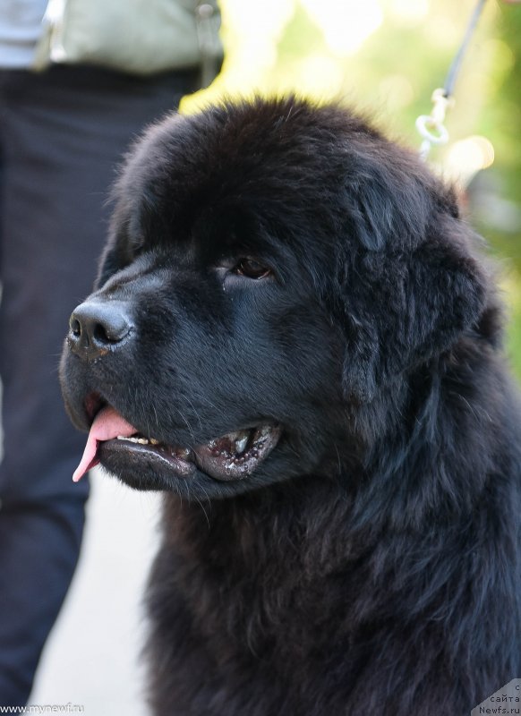 Фото: ньюфаундленд Sent Djons Leaves in Autumn (Сент Джонс Леавэс ин Аутумн)