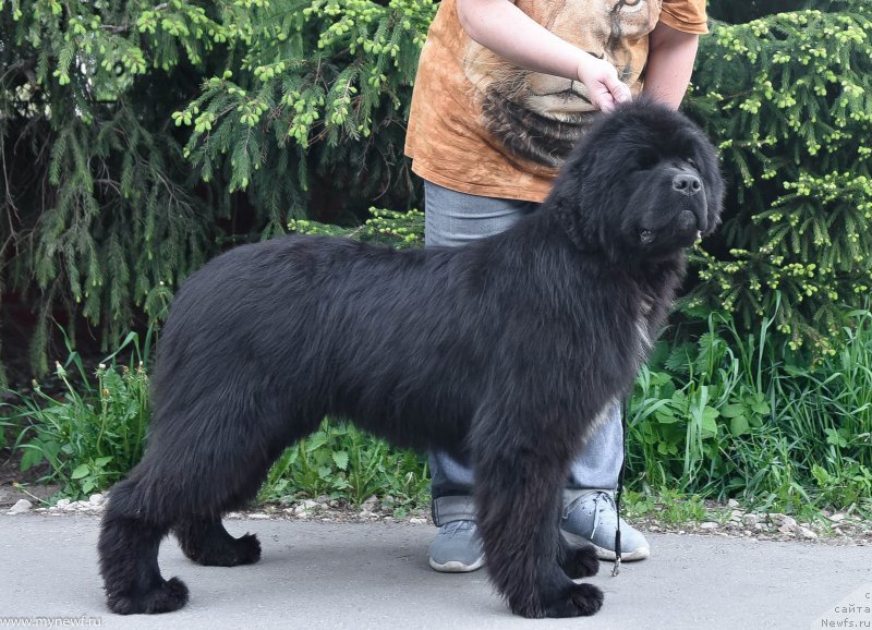 Фото: ньюфаундленд Sent Djons Let it Bi (Сент Джонс Лет ит Би)