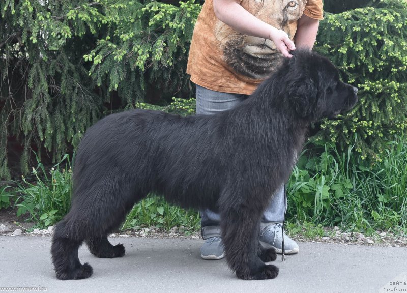 Фото: ньюфаундленд Sent Djons Let it Bi (Сент Джонс Лет ит Би)