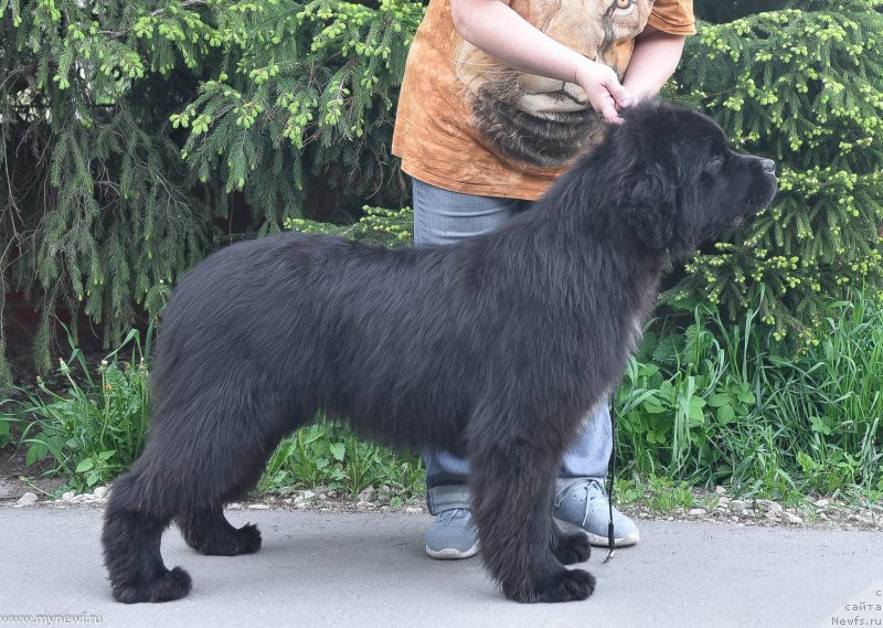 Фото: ньюфаундленд Sent Djons Let it Bi (Сент Джонс Лет ит Би)