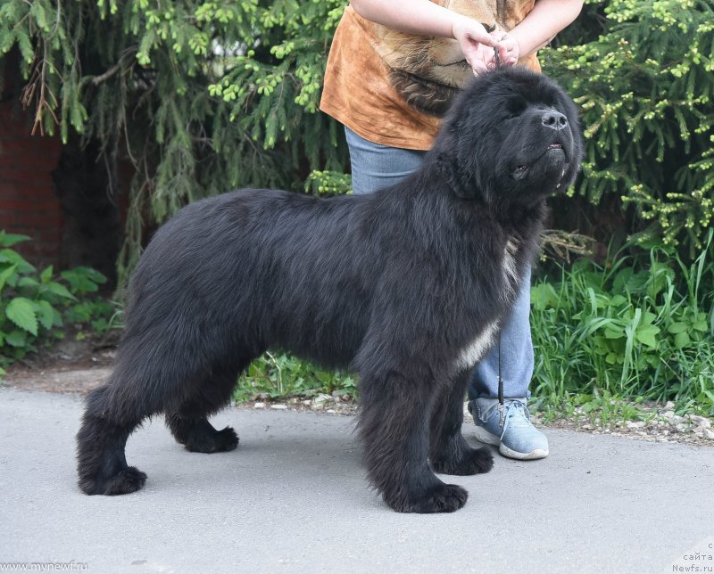 Фото: ньюфаундленд Sent Djons Let it Bi (Сент Джонс Лет ит Би)