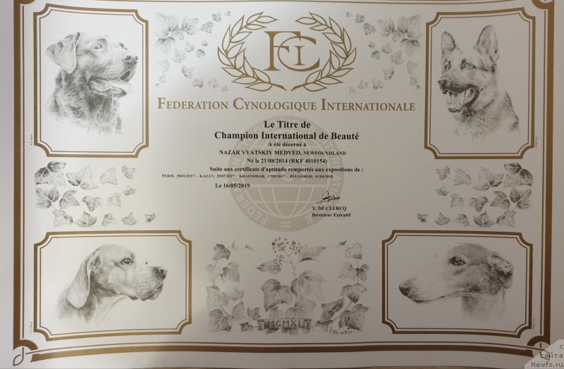 Фото: ньюфаундленд Nazar Vyatskiy Medved (Назар Вятский Медведь)