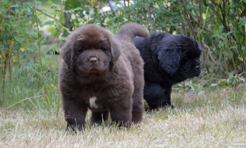 Фото: щенки от, ньюфаундленд Sent Djons Yustiniya Yuliya (Сент Джонс Юстиния Юлия), ньюфаундленд I Follow The Sun de L'Etoile de Cyrice