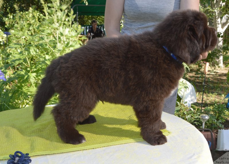 Фото: щенки от, ньюфаундленд Sent Djons Yustiniya Yuliya (Сент Джонс Юстиния Юлия), ньюфаундленд I Follow The Sun de L'Etoile de Cyrice