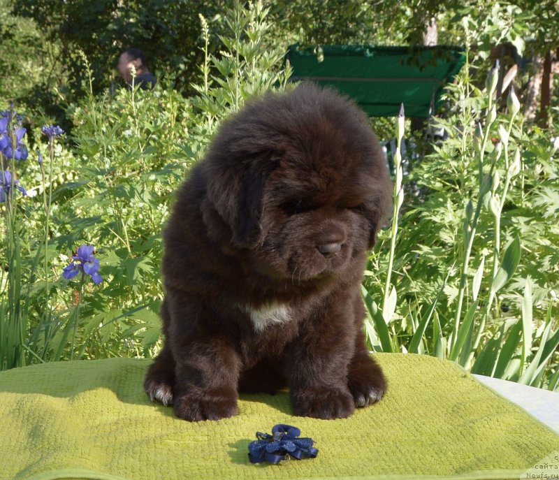Фото: щенки от, ньюфаундленд Sent Djons Yustiniya Yuliya (Сент Джонс Юстиния Юлия), ньюфаундленд I Follow The Sun de L'Etoile de Cyrice