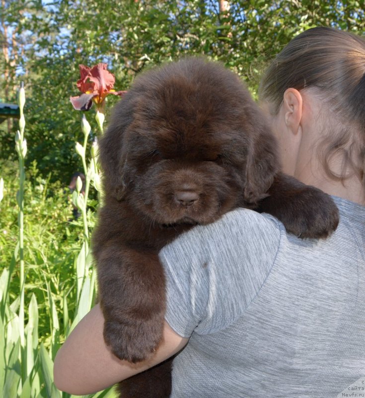 Фото: щенки от, ньюфаундленд Sent Djons Yustiniya Yuliya (Сент Джонс Юстиния Юлия), ньюфаундленд I Follow The Sun de L'Etoile de Cyrice