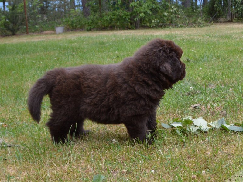 Фото: щенки от, ньюфаундленд Sent Djons Yustiniya Yuliya (Сент Джонс Юстиния Юлия), ньюфаундленд I Follow The Sun de L'Etoile de Cyrice