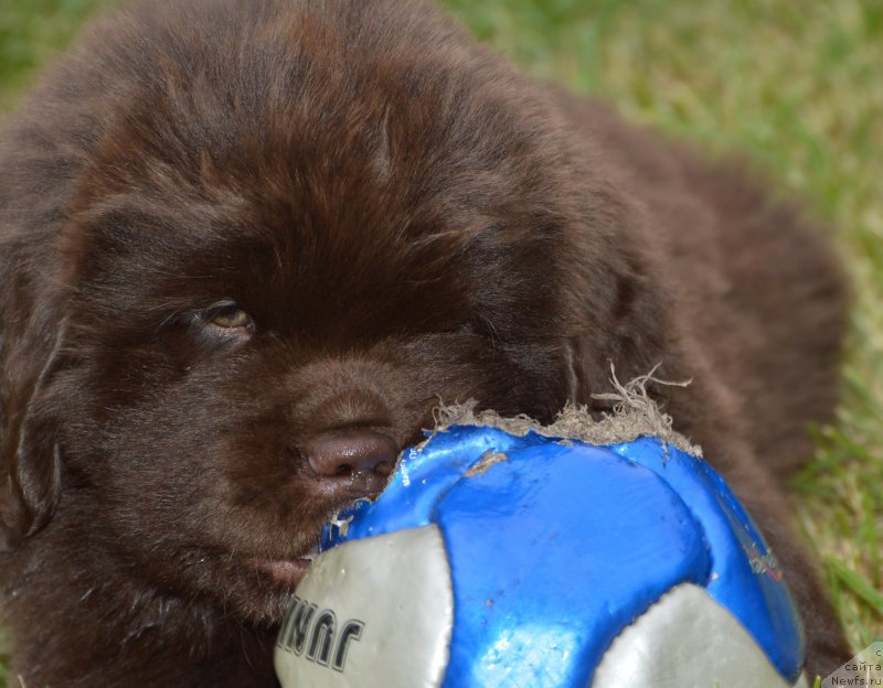 Фото: щенки от, ньюфаундленд Sent Djons Yustiniya Yuliya (Сент Джонс Юстиния Юлия), ньюфаундленд I Follow The Sun de L'Etoile de Cyrice
