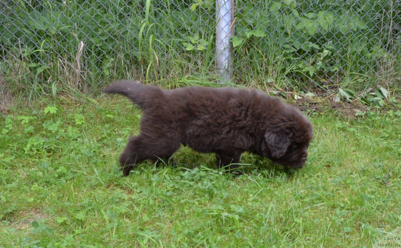 Фото: щенки от, ньюфаундленд Sent Djons Yustiniya Yuliya (Сент Джонс Юстиния Юлия), ньюфаундленд I Follow The Sun de L'Etoile de Cyrice