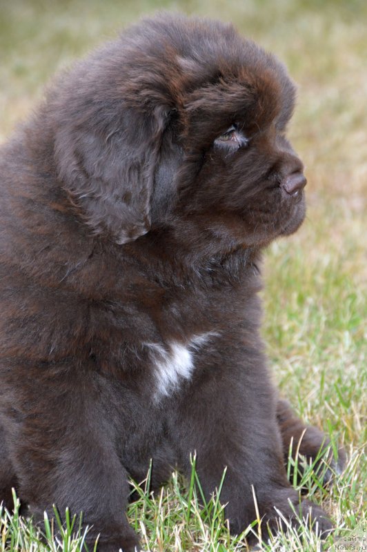 Фото: щенки от, ньюфаундленд Sent Djons Yustiniya Yuliya (Сент Джонс Юстиния Юлия), ньюфаундленд I Follow The Sun de L'Etoile de Cyrice