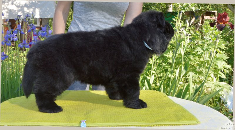 Фото: щенки от, ньюфаундленд Sent Djons Yustiniya Yuliya (Сент Джонс Юстиния Юлия), ньюфаундленд I Follow The Sun de L'Etoile de Cyrice