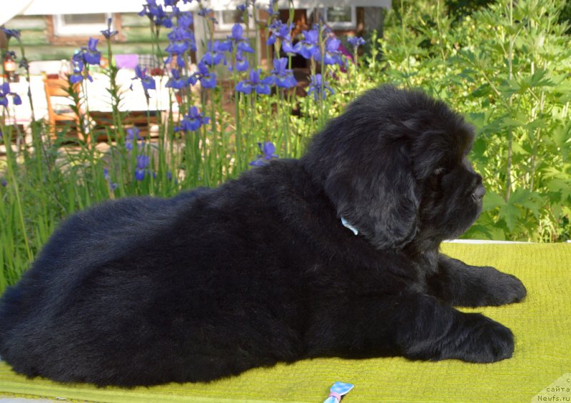 Фото: щенки от, ньюфаундленд Sent Djons Yustiniya Yuliya (Сент Джонс Юстиния Юлия), ньюфаундленд I Follow The Sun de L'Etoile de Cyrice