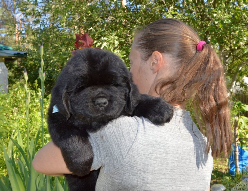 Фото: щенки от, ньюфаундленд Sent Djons Yustiniya Yuliya (Сент Джонс Юстиния Юлия), ньюфаундленд I Follow The Sun de L'Etoile de Cyrice