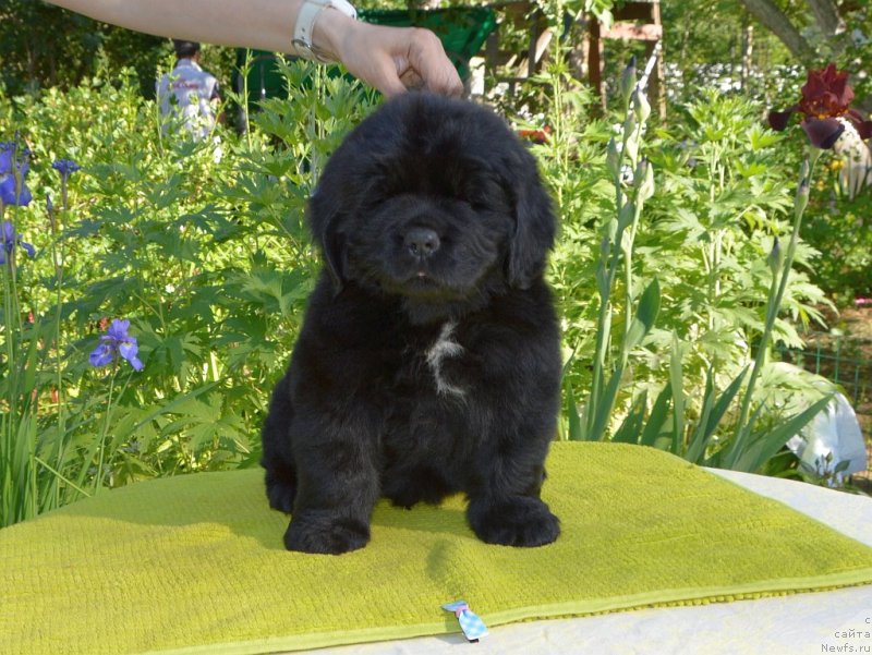 Фото: щенки от, ньюфаундленд Sent Djons Yustiniya Yuliya (Сент Джонс Юстиния Юлия), ньюфаундленд I Follow The Sun de L'Etoile de Cyrice