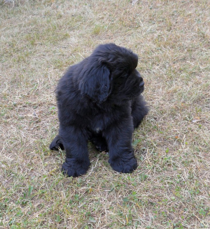 Фото: щенки от, ньюфаундленд Sent Djons Yustiniya Yuliya (Сент Джонс Юстиния Юлия), ньюфаундленд I Follow The Sun de L'Etoile de Cyrice