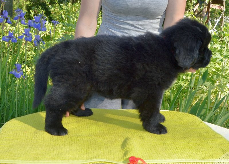 Фото: щенки от, ньюфаундленд Sent Djons Yustiniya Yuliya (Сент Джонс Юстиния Юлия), ньюфаундленд I Follow The Sun de L'Etoile de Cyrice