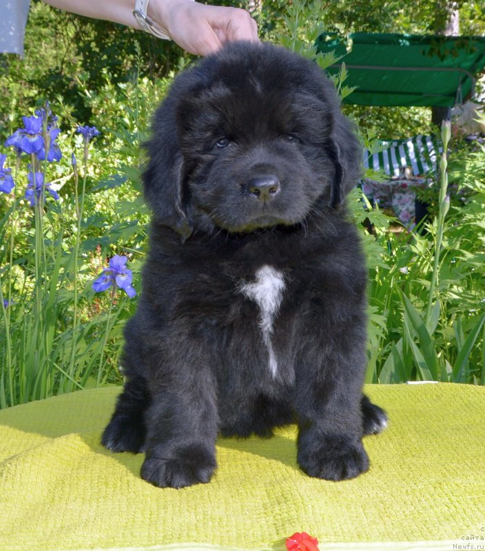 Фото: щенки от, ньюфаундленд Sent Djons Yustiniya Yuliya (Сент Джонс Юстиния Юлия), ньюфаундленд I Follow The Sun de L'Etoile de Cyrice