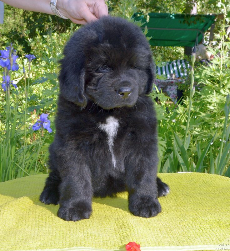 Фото: щенки от, ньюфаундленд Sent Djons Yustiniya Yuliya (Сент Джонс Юстиния Юлия), ньюфаундленд I Follow The Sun de L'Etoile de Cyrice