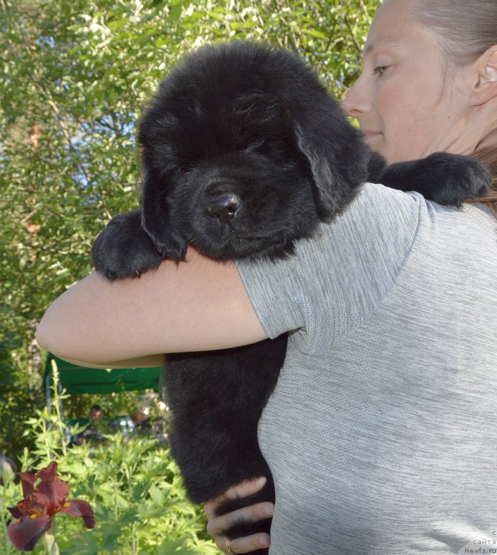 Фото: щенки от, ньюфаундленд Sent Djons Yustiniya Yuliya (Сент Джонс Юстиния Юлия), ньюфаундленд I Follow The Sun de L'Etoile de Cyrice