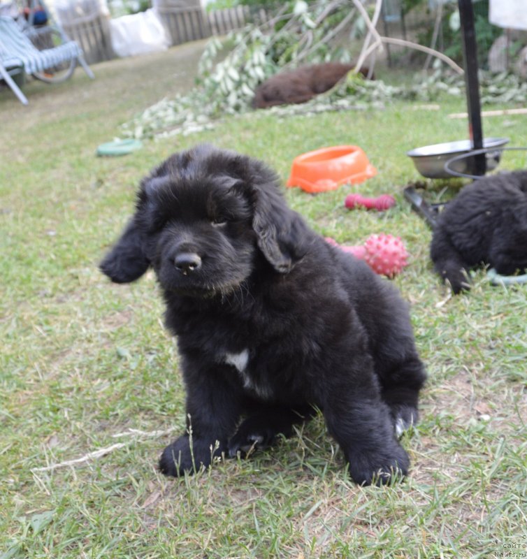 Фото: щенки от, ньюфаундленд Sent Djons Yustiniya Yuliya (Сент Джонс Юстиния Юлия), ньюфаундленд I Follow The Sun de L'Etoile de Cyrice